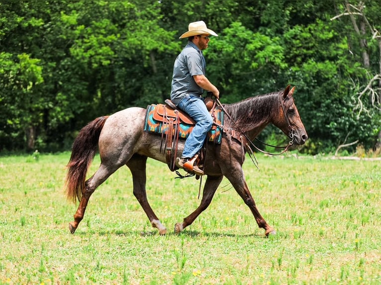 American Quarter Horse Stute 11 Jahre Roan-Bay in Santa Fe
