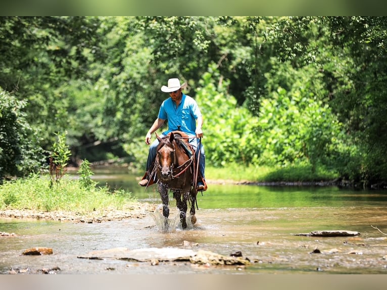 American Quarter Horse Stute 11 Jahre Roan-Bay in Santa Fe
