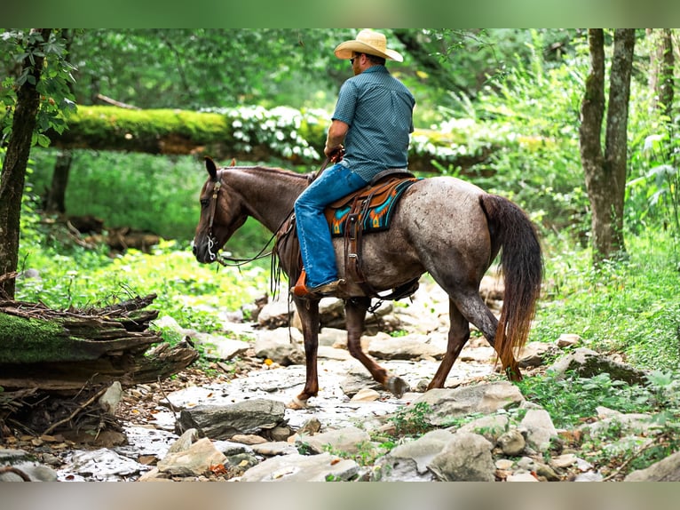 American Quarter Horse Stute 11 Jahre Roan-Bay in Santa Fe