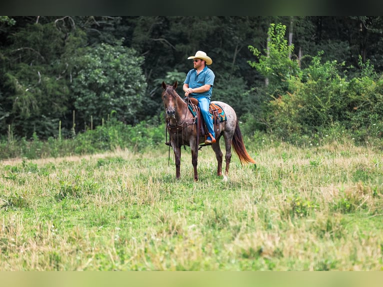 American Quarter Horse Stute 11 Jahre Roan-Bay in Santa Fe