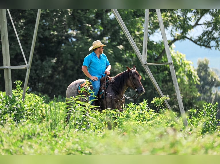 American Quarter Horse Stute 11 Jahre Roan-Bay in Santa Fe