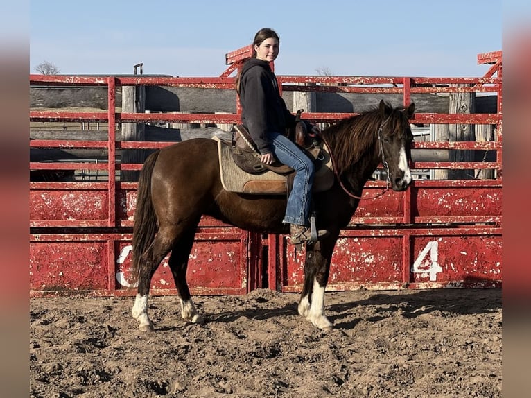 American Quarter Horse Stute 12 Jahre 137 cm Rotbrauner in Libson IA