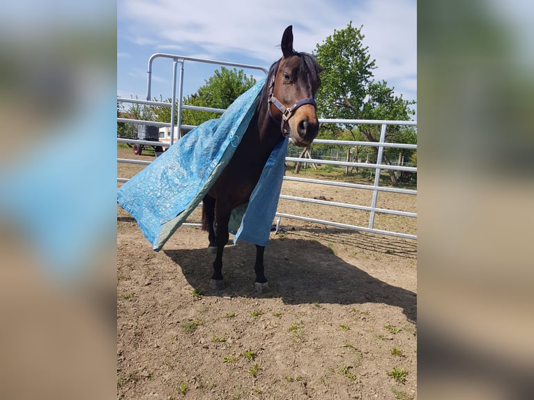 American Quarter Horse Stute 12 Jahre 138 cm Brauner in Büttstedt