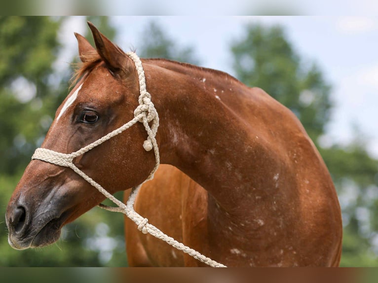 American Quarter Horse Stute 12 Jahre 142 cm Dunkelfuchs in Fely OK