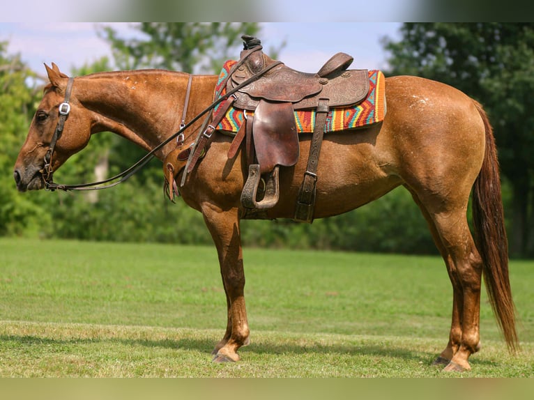 American Quarter Horse Stute 12 Jahre 142 cm Dunkelfuchs in Fely OK