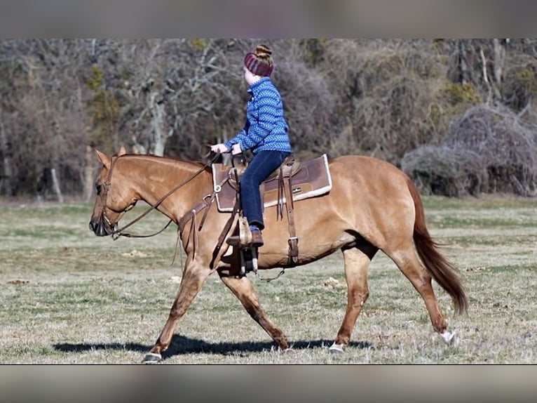 American Quarter Horse Stute 12 Jahre 142 cm Falbe in Weatherford, TX