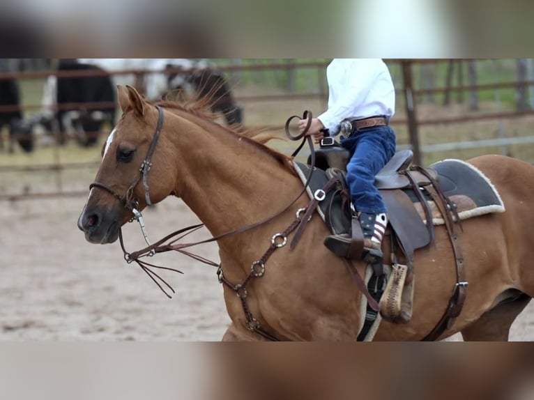 American Quarter Horse Stute 12 Jahre 142 cm Falbe in Weatherford, TX