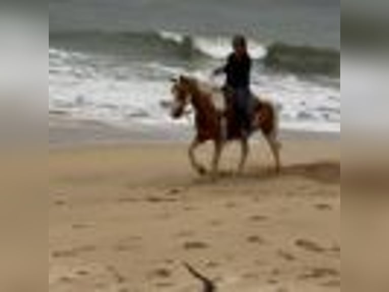 American Quarter Horse Stute 12 Jahre 142 cm Tobiano-alle-Farben in Bitterwater CA