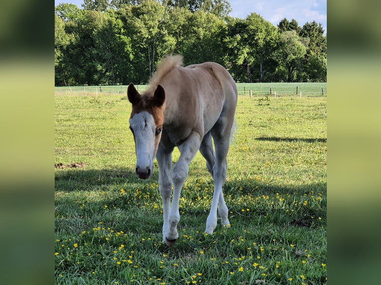 American Quarter Horse Stute 12 Jahre 143 cm Dunkelfuchs in Harpstedt