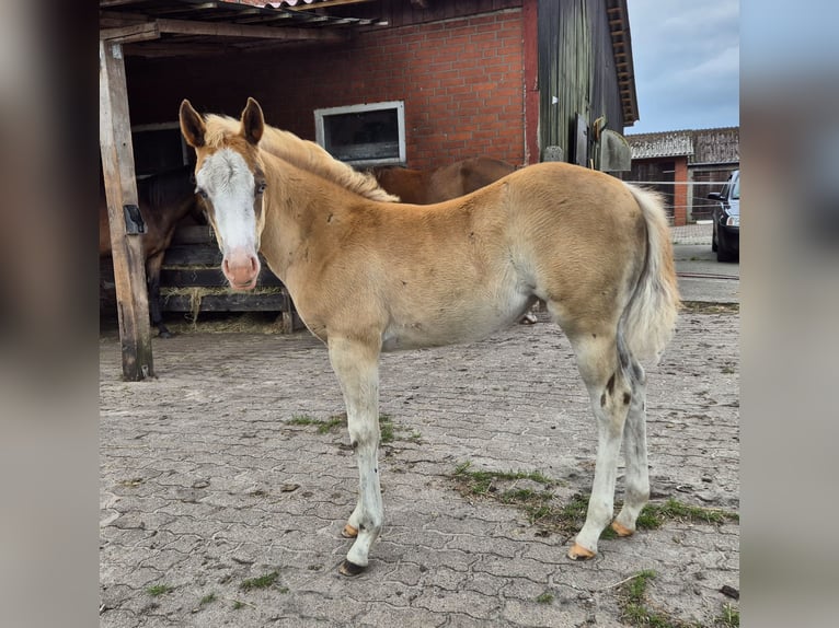 American Quarter Horse Stute 12 Jahre 143 cm Dunkelfuchs in Harpstedt
