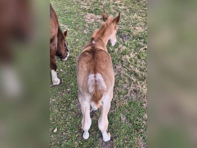 American Quarter Horse Stute 12 Jahre 143 cm Dunkelfuchs in Harpstedt