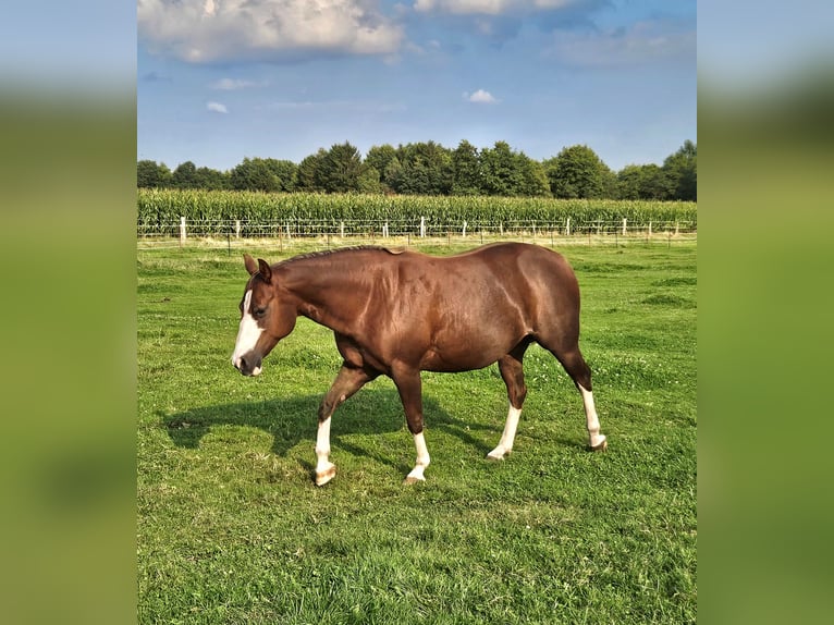 American Quarter Horse Stute 12 Jahre 143 cm Dunkelfuchs in Harpstedt