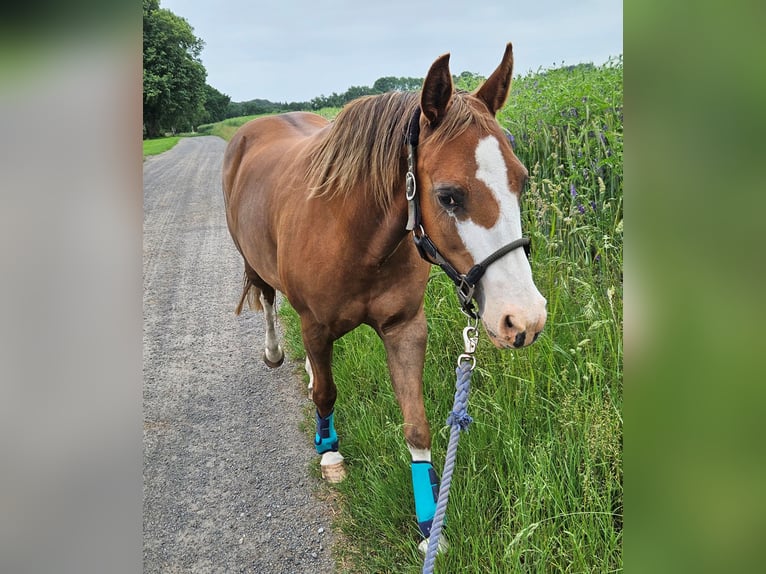 American Quarter Horse Stute 12 Jahre 143 cm Dunkelfuchs in Harpstedt