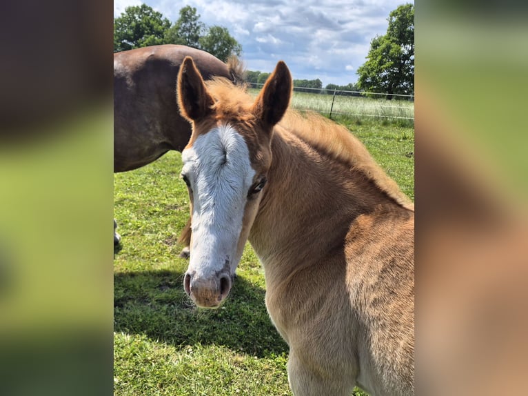 American Quarter Horse Stute 12 Jahre 143 cm Dunkelfuchs in Harpstedt