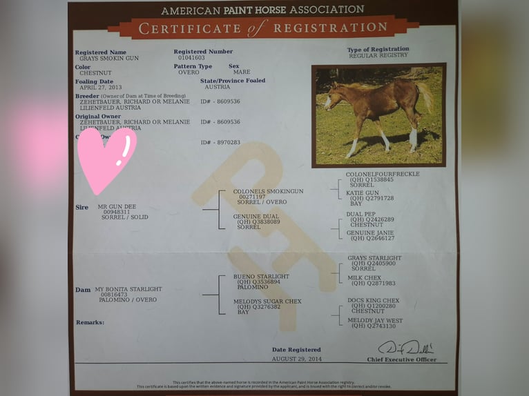 American Quarter Horse Stute 12 Jahre 143 cm Dunkelfuchs in Harpstedt