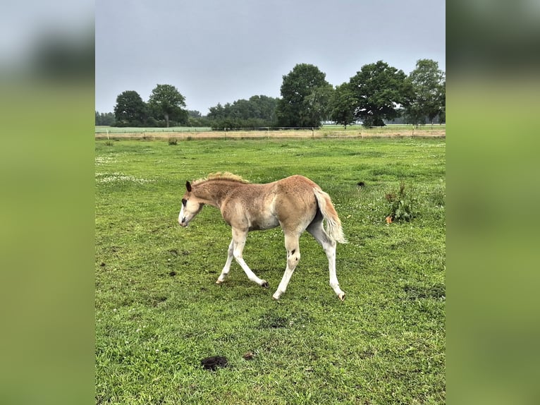 American Quarter Horse Stute 12 Jahre 143 cm Dunkelfuchs in Harpstedt