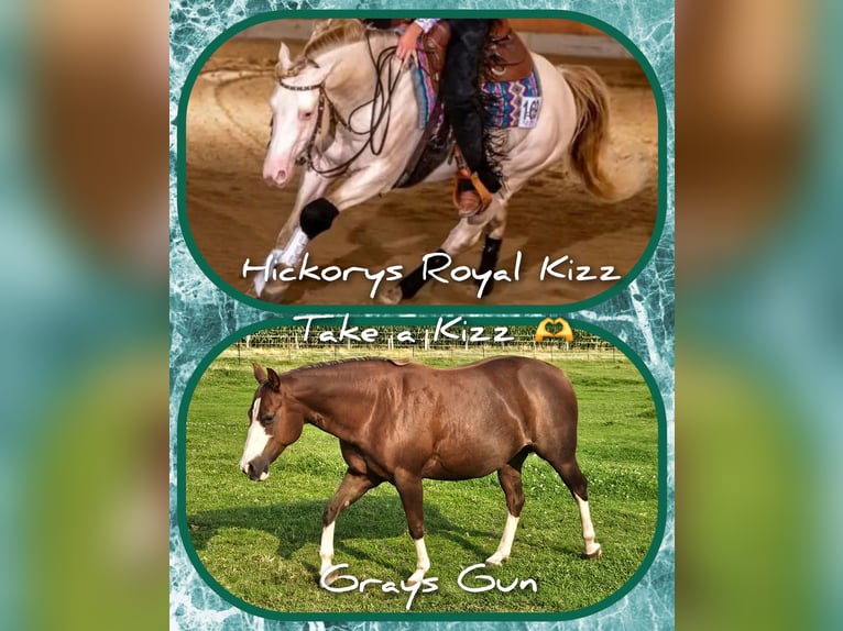 American Quarter Horse Stute 12 Jahre 143 cm Dunkelfuchs in Harpstedt