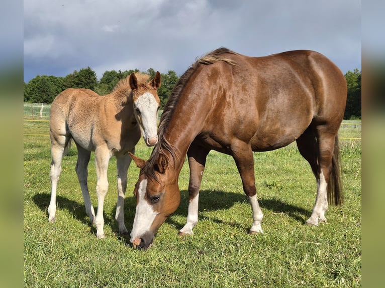 American Quarter Horse Stute 12 Jahre 143 cm Dunkelfuchs in Harpstedt
