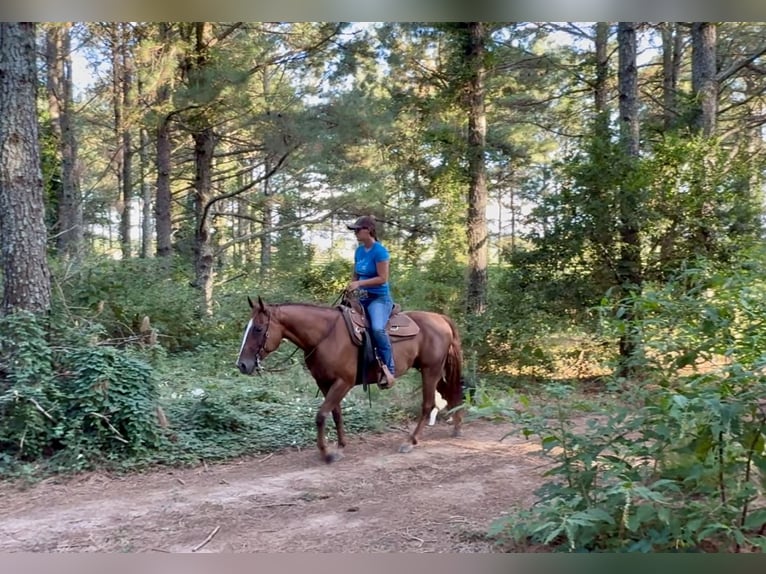 American Quarter Horse Stute 12 Jahre 145 cm Dunkelfuchs in Johnston, SC