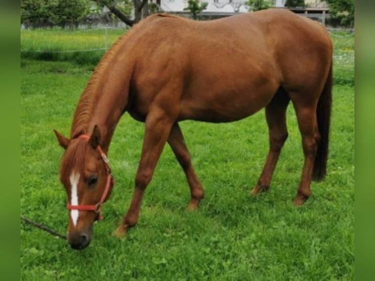 American Quarter Horse Stute 12 Jahre 145 cm Fuchs in Pressath