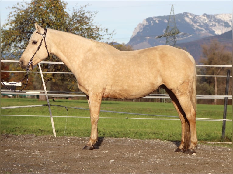 American Quarter Horse Stute 12 Jahre 145 cm Palomino in Kirchbichl
