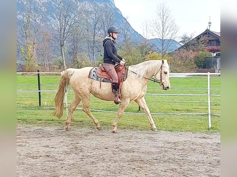 American Quarter Horse Stute 12 Jahre 145 cm Palomino in Kirchbichl