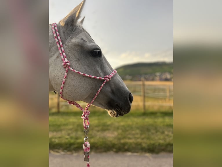 American Quarter Horse Stute 12 Jahre 146 cm Fliegenschimmel in Illingen
