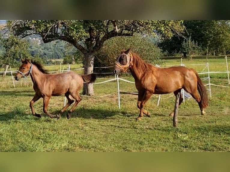American Quarter Horse Stute 12 Jahre 147 cm Fuchs in Altdorf
