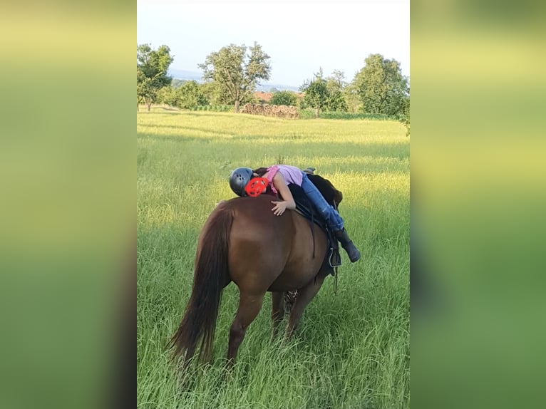 American Quarter Horse Stute 12 Jahre 147 cm Fuchs in Altdorf