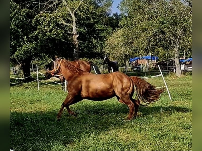 American Quarter Horse Stute 12 Jahre 147 cm Fuchs in Altdorf