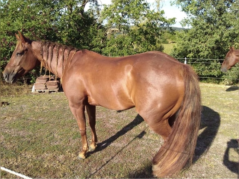 American Quarter Horse Stute 12 Jahre 147 cm Fuchs in Altdorf