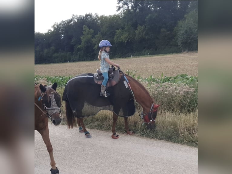 American Quarter Horse Stute 12 Jahre 147 cm Fuchs in Altdorf