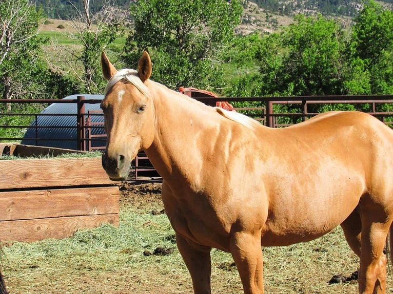 American Quarter Horse Stute 12 Jahre 147 cm Palomino in Lovell