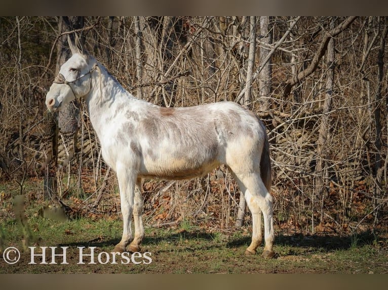 American Quarter Horse Stute 12 Jahre 147 cm Roan-Blue in Flemingsburg KY