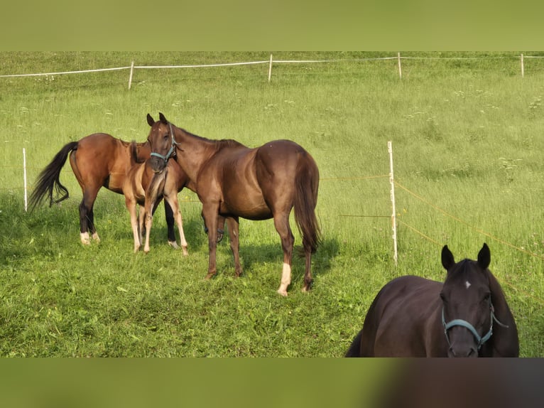 American Quarter Horse Stute 12 Jahre 148 cm Dunkelfuchs in Ternberg