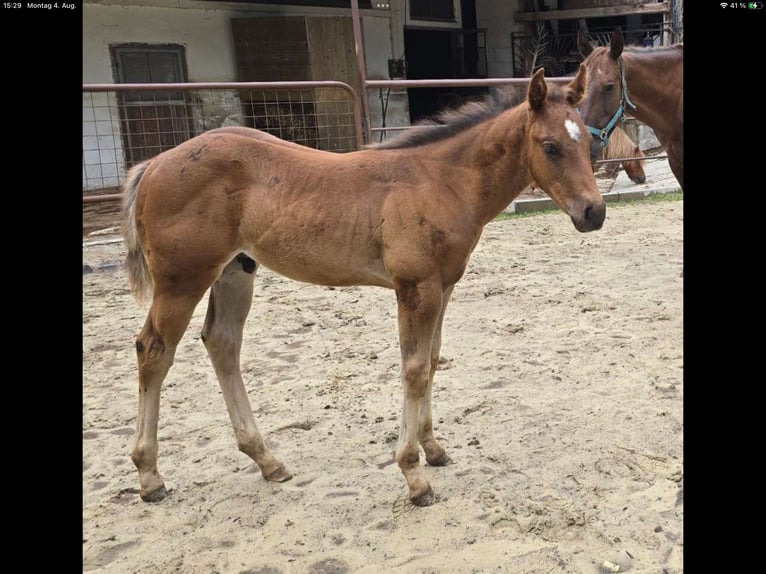 American Quarter Horse Stute 12 Jahre 148 cm Dunkelfuchs in Ternberg