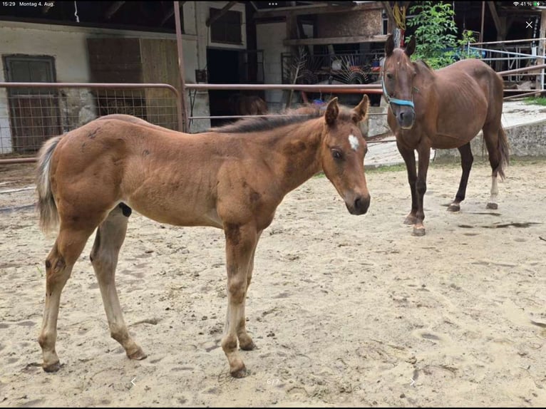 American Quarter Horse Stute 12 Jahre 148 cm Dunkelfuchs in Ternberg