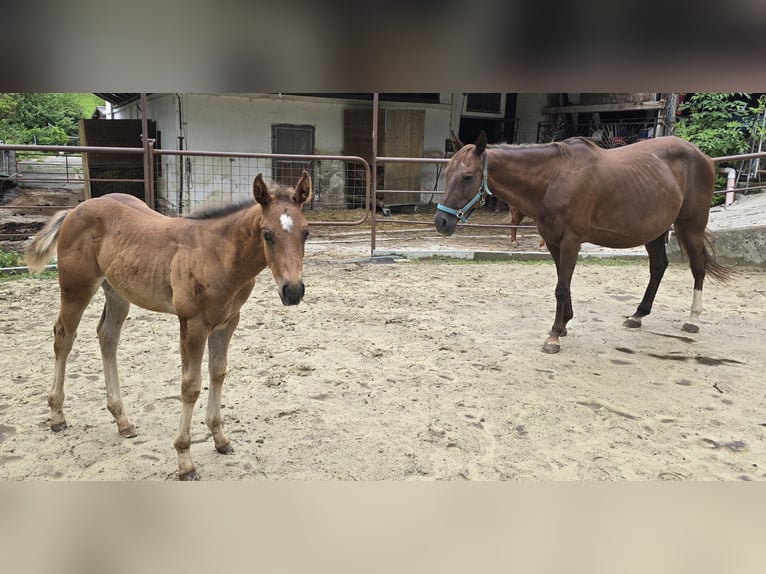 American Quarter Horse Stute 12 Jahre 148 cm Dunkelfuchs in Ternberg