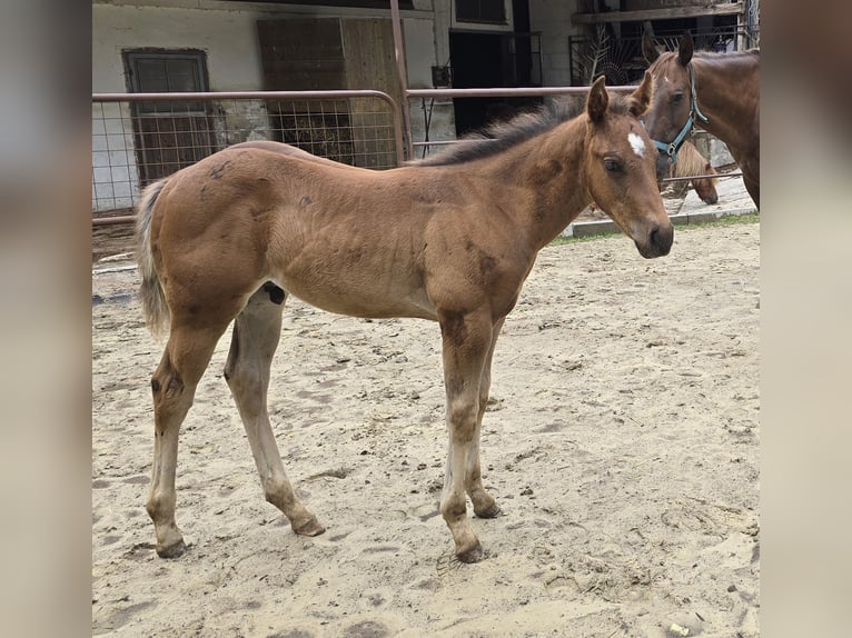 American Quarter Horse Stute 12 Jahre 148 cm Dunkelfuchs in Ternberg