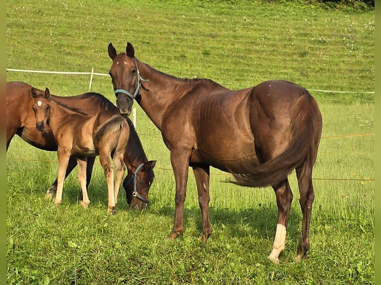 American Quarter Horse Stute 12 Jahre 148 cm Dunkelfuchs in Ternberg