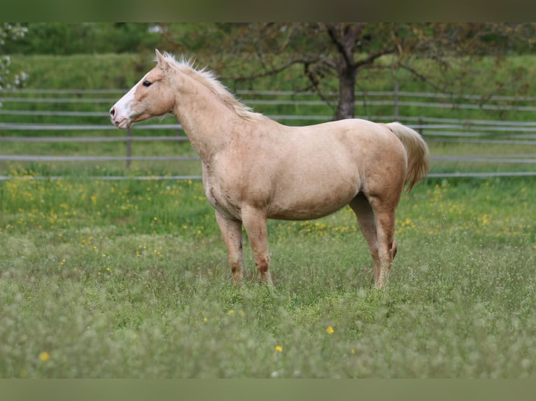 American Quarter Horse Stute 12 Jahre 148 cm Palomino in Waldshut-Tiengen
