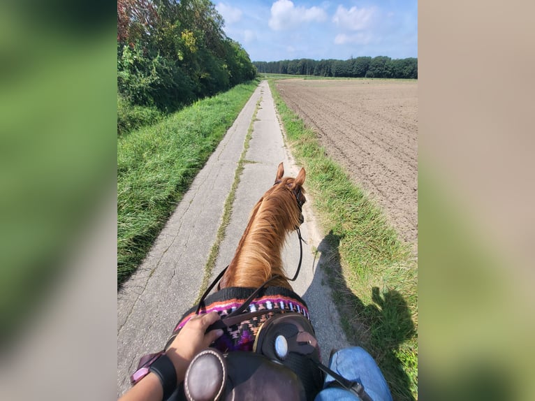 American Quarter Horse Stute 12 Jahre 148 cm Red Dun in Straelen