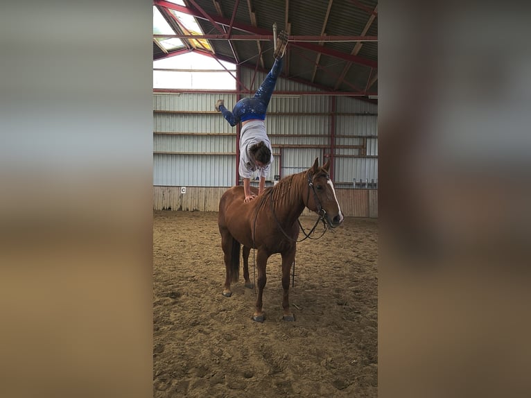 American Quarter Horse Stute 12 Jahre 148 cm Red Dun in Straelen American Quarter Horse Stute 12 Jahre 148 cm Red Dun in Straelen