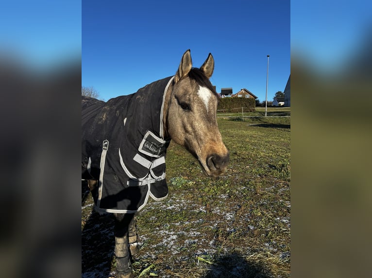 American Quarter Horse Stute 12 Jahre 149 cm Buckskin in Steinfeld