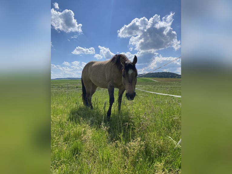 American Quarter Horse Stute 12 Jahre 149 cm Buckskin in Steinfeld