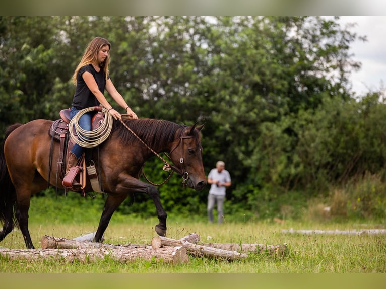 American Quarter Horse Stute 12 Jahre 150 cm Brauner in TürtschSonntag American Quarter Horse Stute 12 Jahre 150 cm Brauner in TürtschSonntag