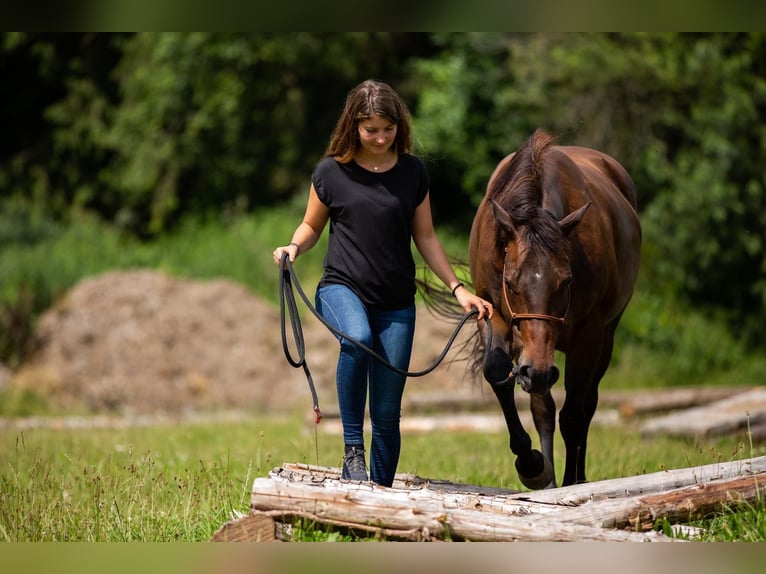 American Quarter Horse Stute 12 Jahre 150 cm Brauner in TürtschSonntag American Quarter Horse Stute 12 Jahre 150 cm Brauner in TürtschSonntag