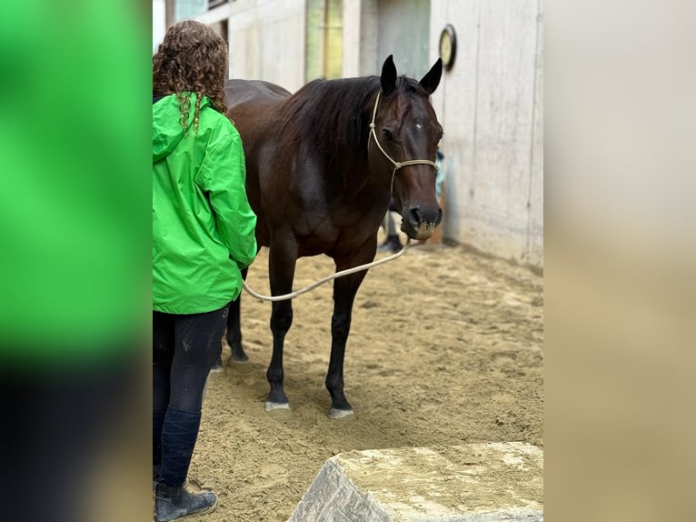 American Quarter Horse Stute 12 Jahre 150 cm Brauner in TürtschSonntag American Quarter Horse Stute 12 Jahre 150 cm Brauner in TürtschSonntag