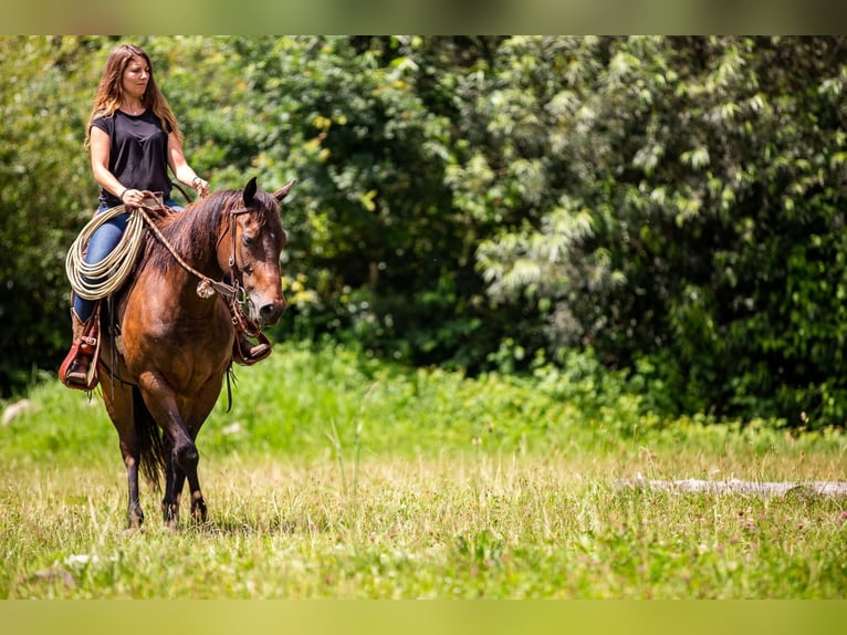American Quarter Horse Stute 12 Jahre 150 cm Brauner in TürtschSonntag American Quarter Horse Stute 12 Jahre 150 cm Brauner in TürtschSonntag