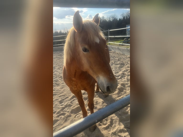 American Quarter Horse Mix Stute 12 Jahre 150 cm Fuchs in Linz